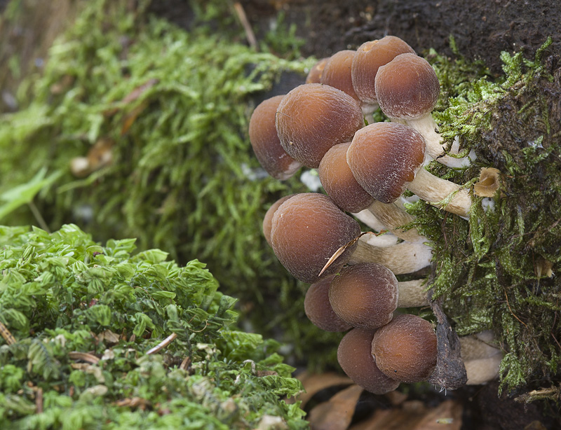 Psathyrella piluliformis